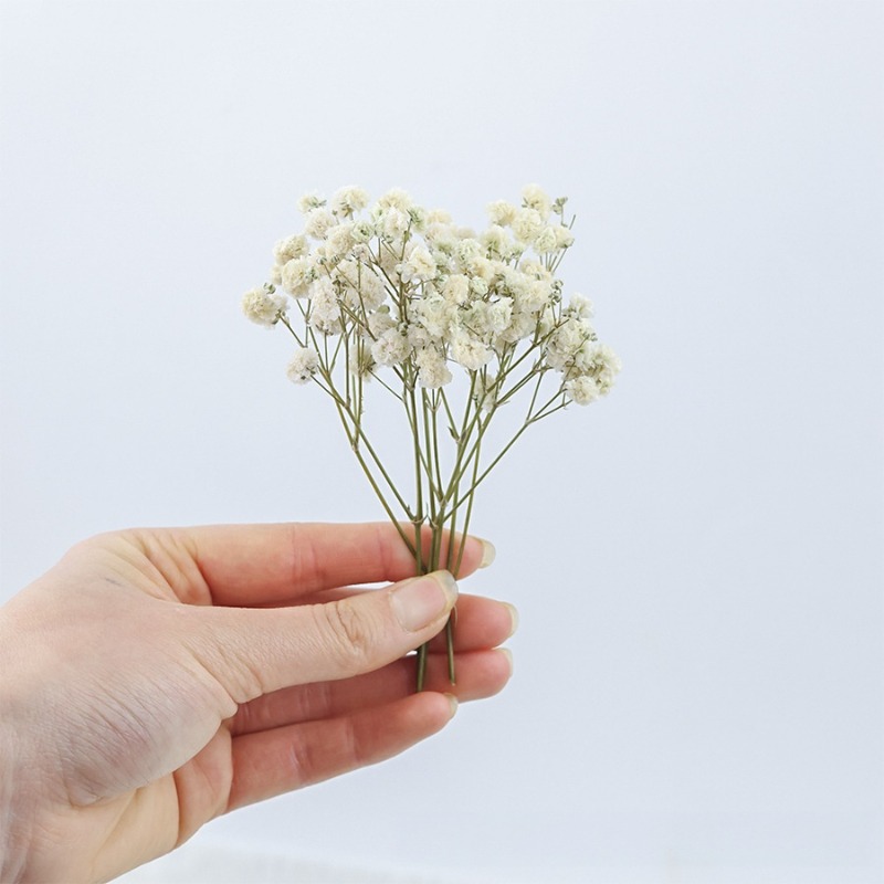 50 sztuk naturalnych suszonych – Dried Flower Bulk recenzja i cena
