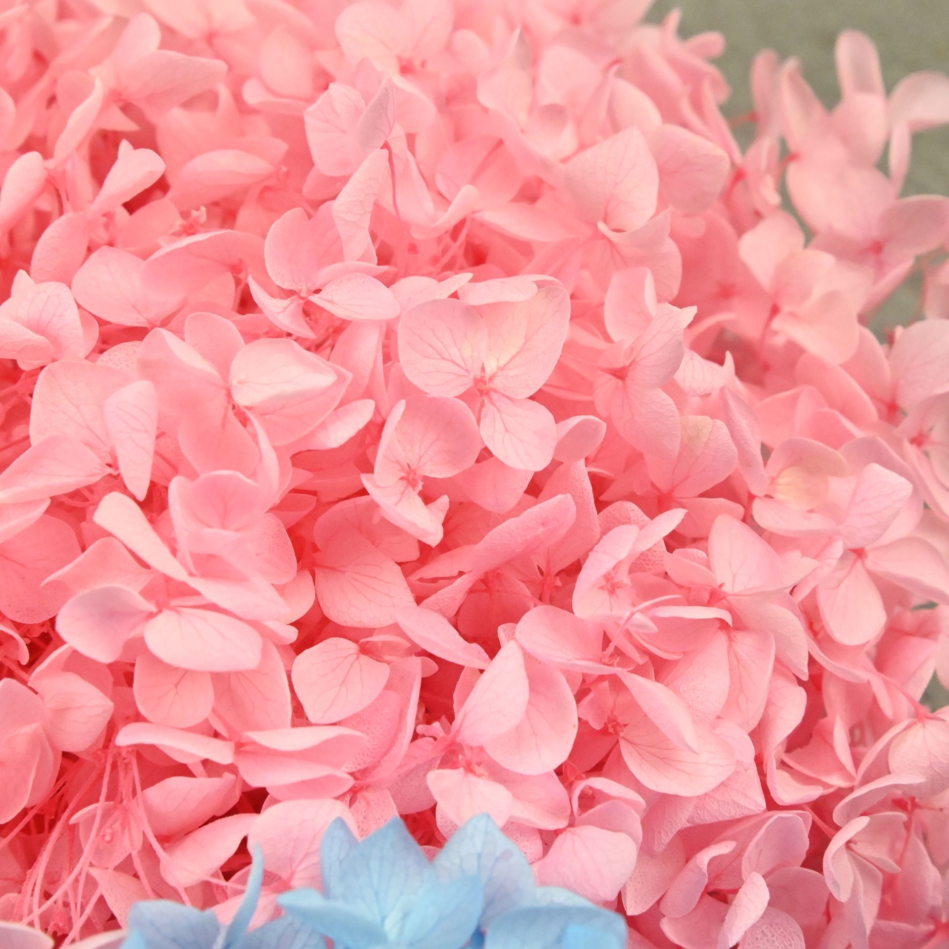 20g Naturalne płatki hortensji – Dried Flower Bulk recenzja i cena